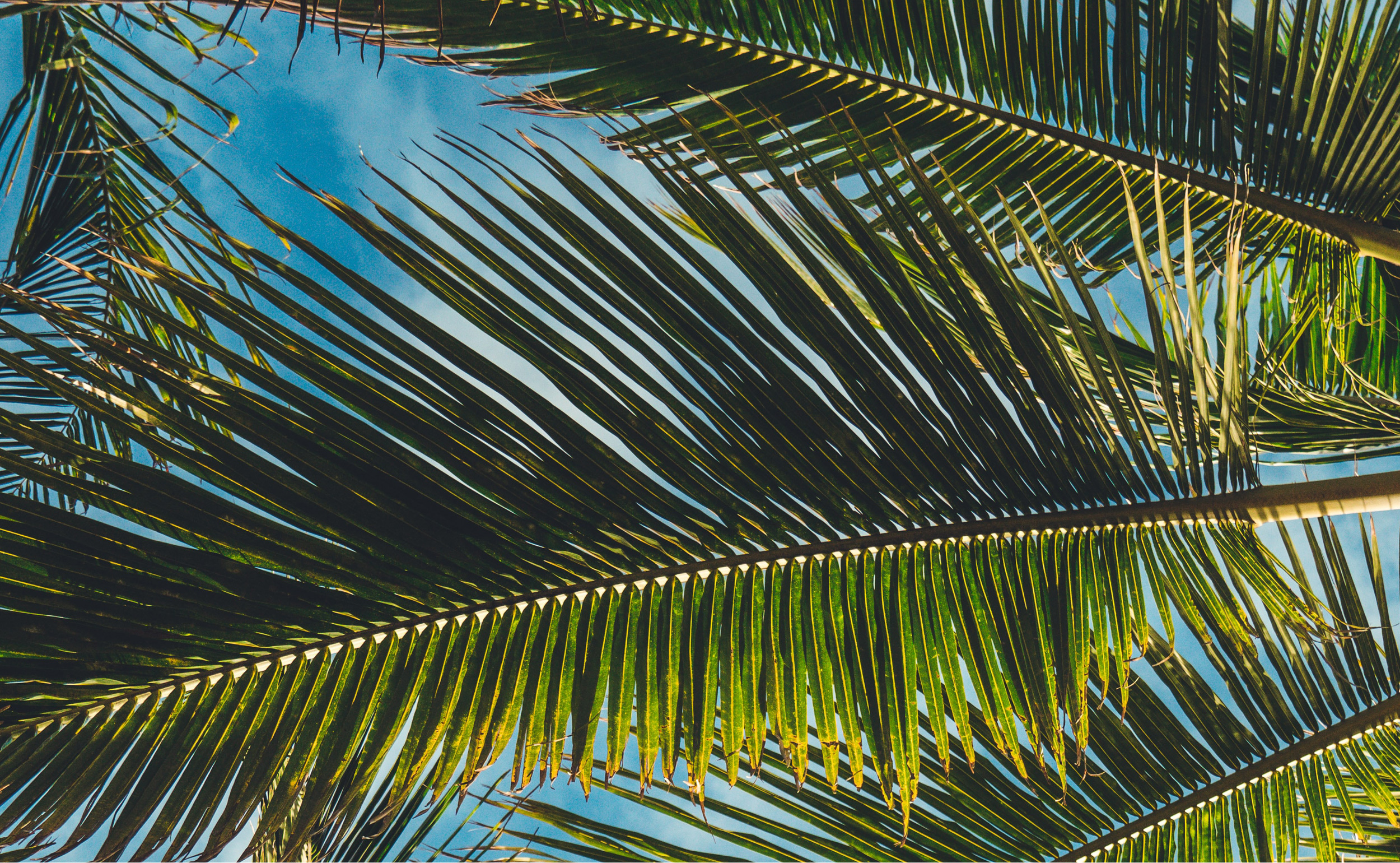 Palm trees, Naples
